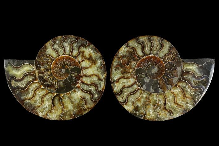 Agate Replaced Ammonite Fossil - Madagascar #169475